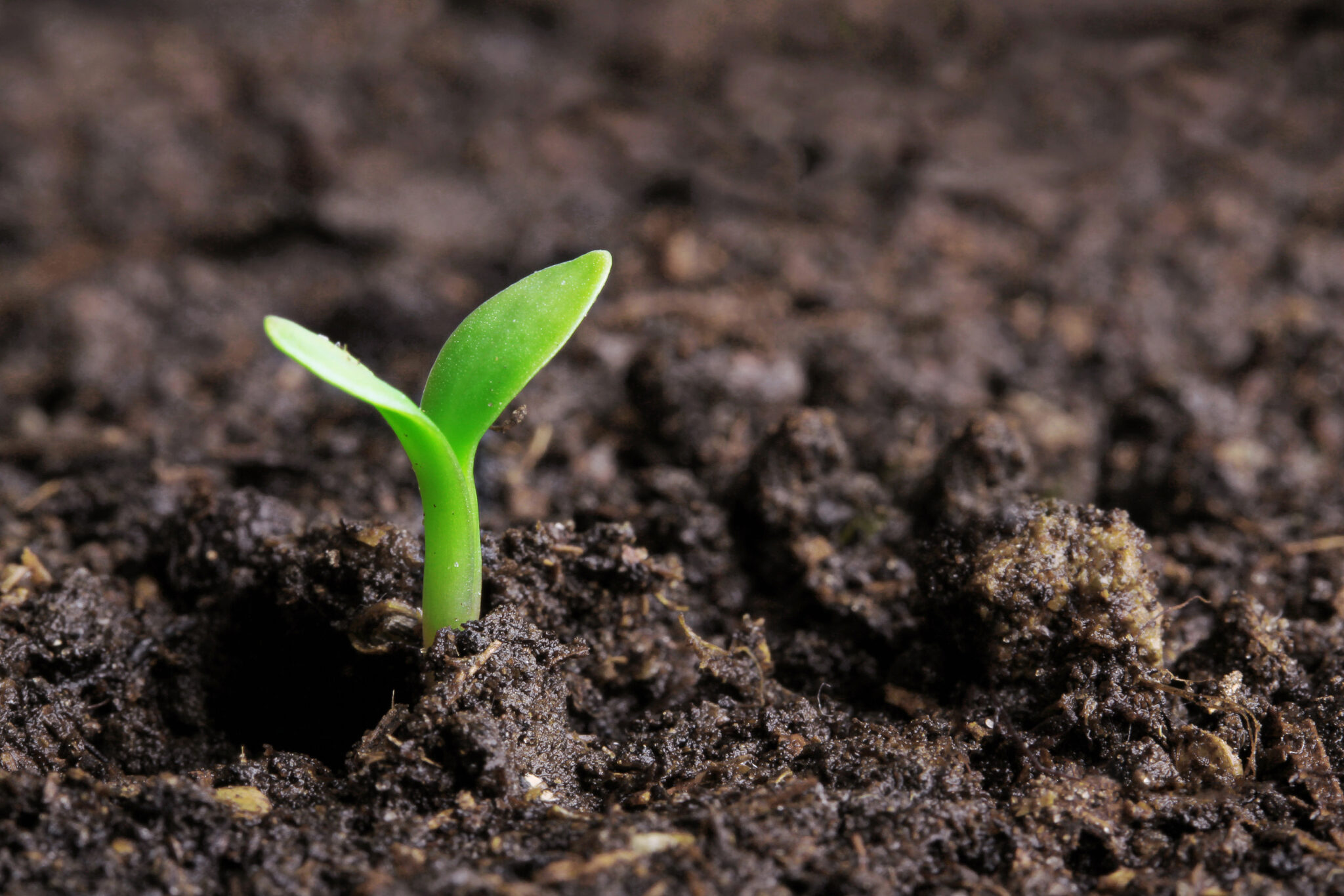 small green seedling in the ground