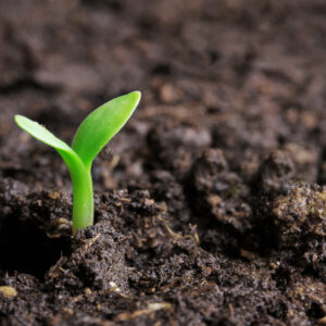 small green seedling in the ground