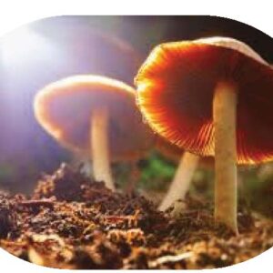 Psychedelic Safety in Cancer Care